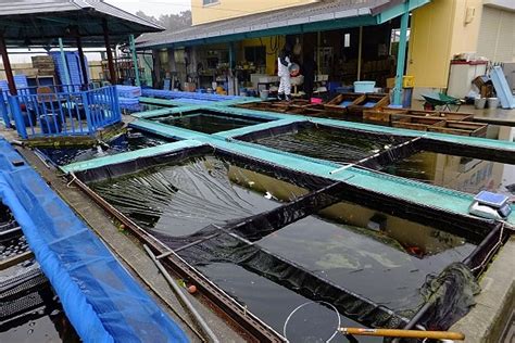 金魚養殖 住宅 門柱